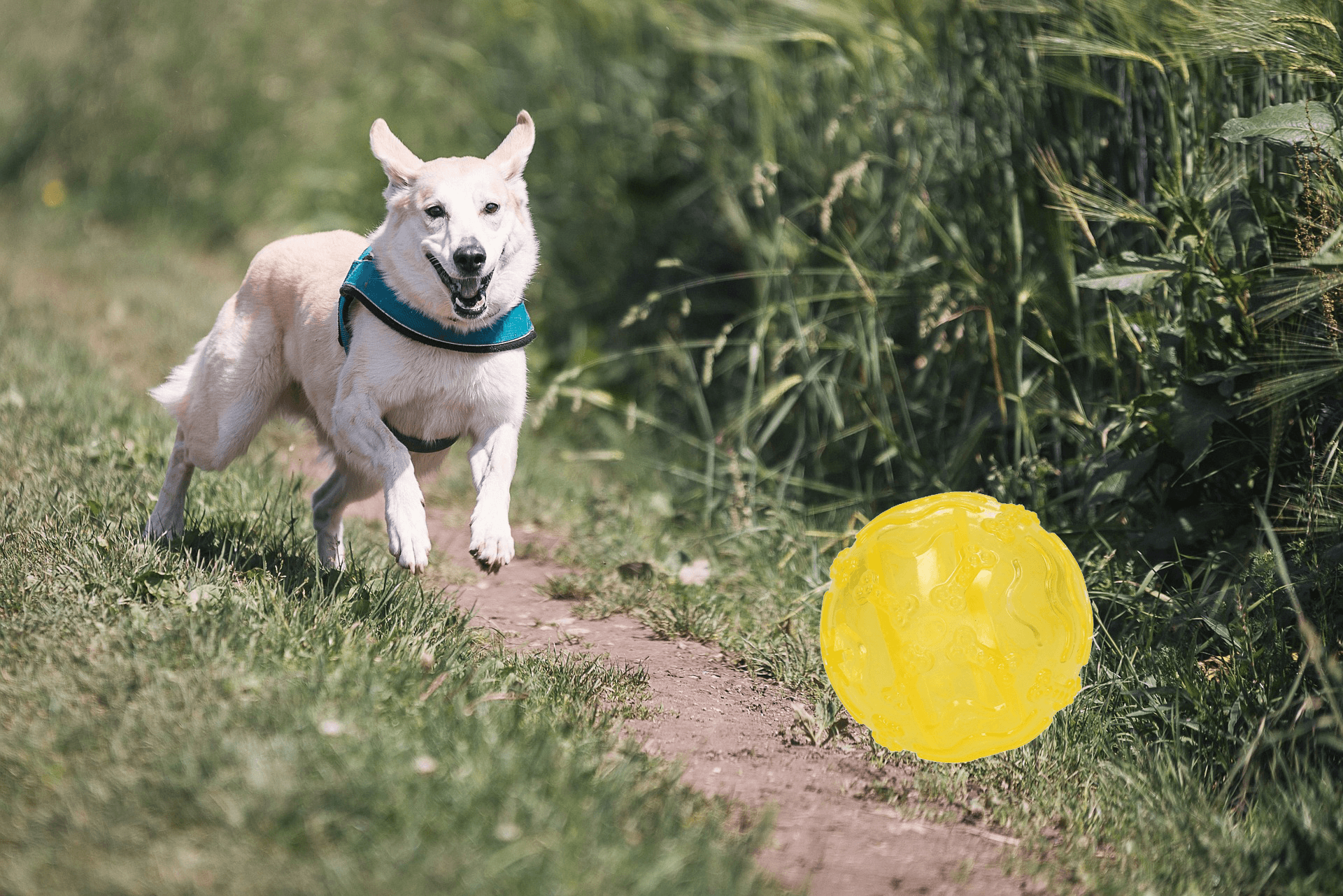 Piłeczka na przysmaki - Żółta Doozy ball dla psa