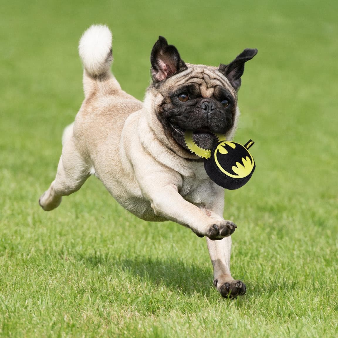 Gryzak DC Comics Batman - okrągły z wypustkami Dental
